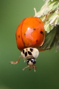 <i>Harmonia axyridis</i>