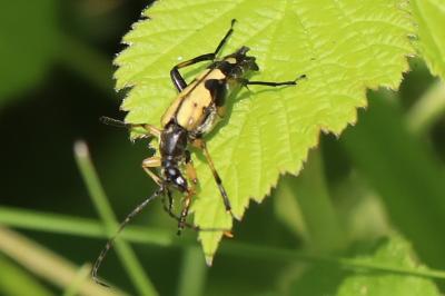 <i>Rutpela maculata</i>