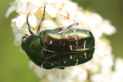 <i>Cetonia aurata</i>
