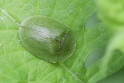 <i>Cassida viridis</i>
