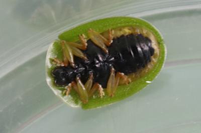 <i>Cassida viridis</i>