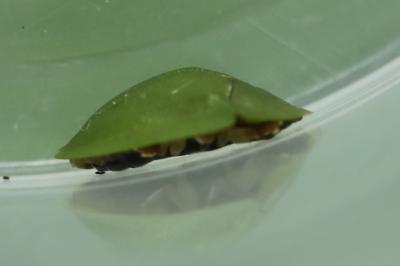 <i>Cassida viridis</i>