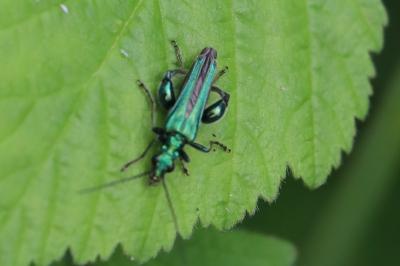 <i>Oedemera nobilis</i>