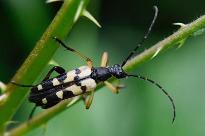 <i>Rutpela maculata</i>
