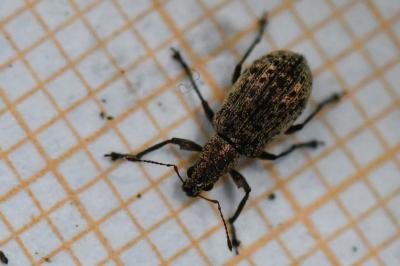 <i>Polydrusus cervinus</i>