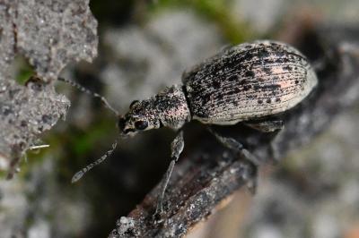 <i>Polydrusus cervinus</i>