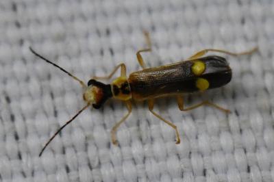 <i>Malthinus seriepunctatus</i>