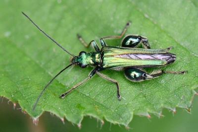 <i>Oedemera nobilis</i>