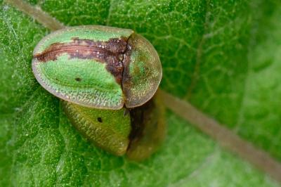 <i>Cassida vibex</i>