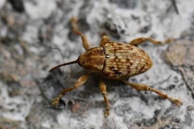 <i>Curculio pellitus</i>