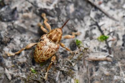 <i>Curculio pellitus</i>