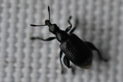 <i>Deporaus betulae</i>