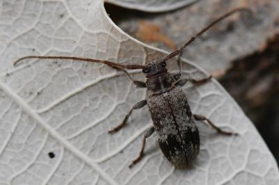 <i>Exocentrus adspersus</i>