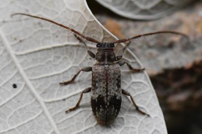 <i>Exocentrus adspersus</i>