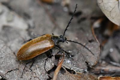 <i>Pseudocistela ceramboides</i>