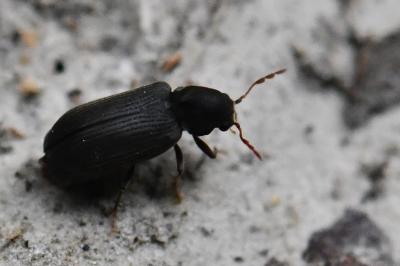 <i>Hemicoelus fulvicornis</i>