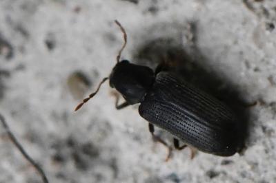 <i>Hemicoelus fulvicornis</i>