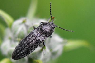 <i>Cidnopus pilosus</i>