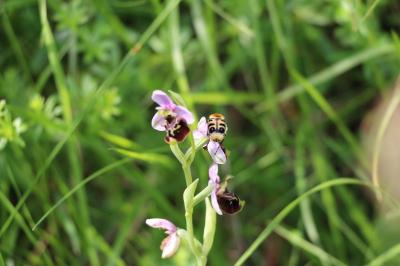 <i>Trichius gallicus</i>