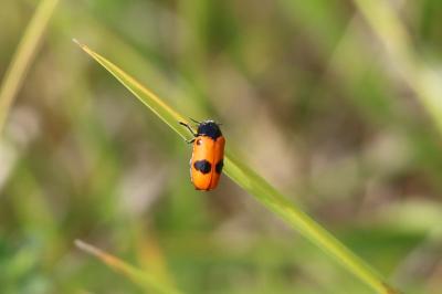 <i>Clytra laeviuscula</i>