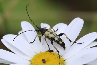 <i>Rutpela maculata</i>