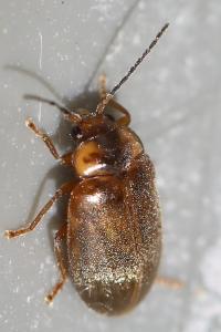 <i>Microcara testacea</i>