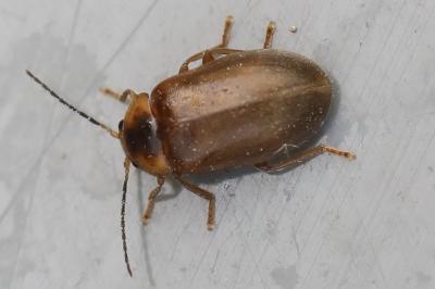 <i>Microcara testacea</i>