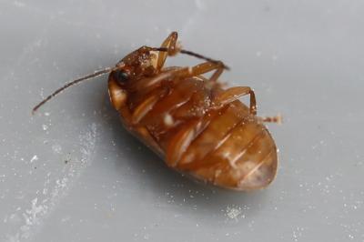 <i>Microcara testacea</i>