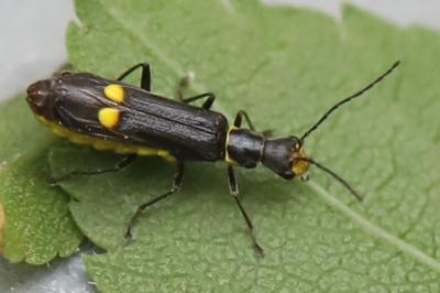 <i>Malthinus scriptus</i>