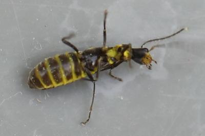 <i>Malthinus scriptus</i>