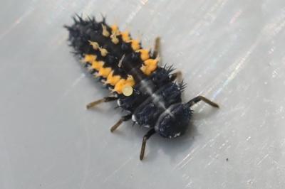 <i>Harmonia axyridis</i>