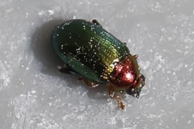 <i>Crepidodera aurata</i>