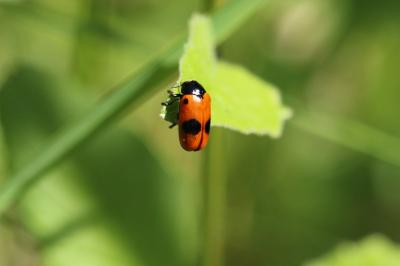 <i>Clytra laeviuscula</i>