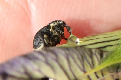 <i>Mononychus punctumalbum</i>