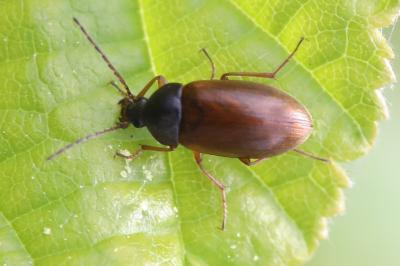 <i>Isomira murina</i>