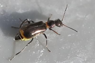 <i>Sphinginus lobatus</i>