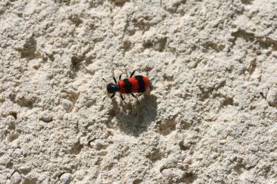 <i>Trichodes apiarius</i>