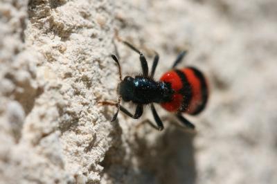 <i>Trichodes apiarius</i>