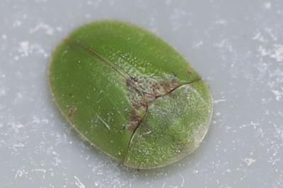 <i>Cassida rubiginosa</i>