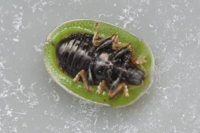 Cassida rubiginosa