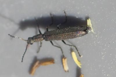 <i>Dolichosoma lineare</i>