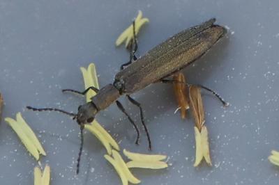 <i>Dolichosoma lineare</i>