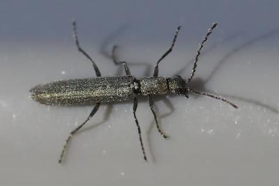 <i>Dolichosoma lineare</i>