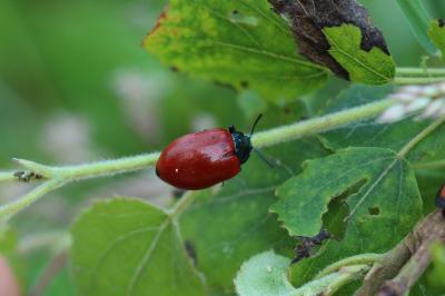 <i>Chrysomela populi</i>