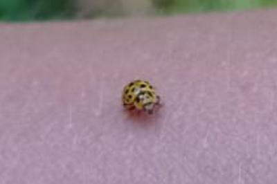 <i>Psyllobora vigintiduopunctata</i>