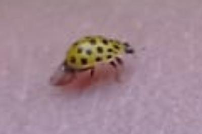 <i>Psyllobora vigintiduopunctata</i>