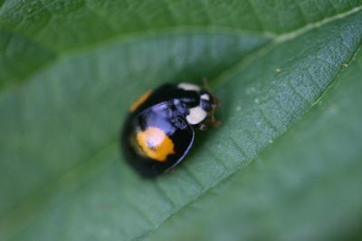 <i>Harmonia axyridis</i>