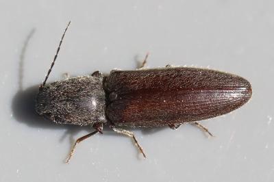 <i>Athous haemorrhoidalis</i>