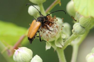 <i>Stictoleptura fulva</i>