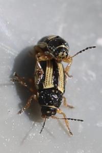 <i>Cryptocephalus bilineatus</i>